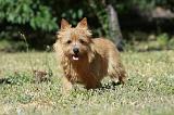 NORWICH TERRIER 052